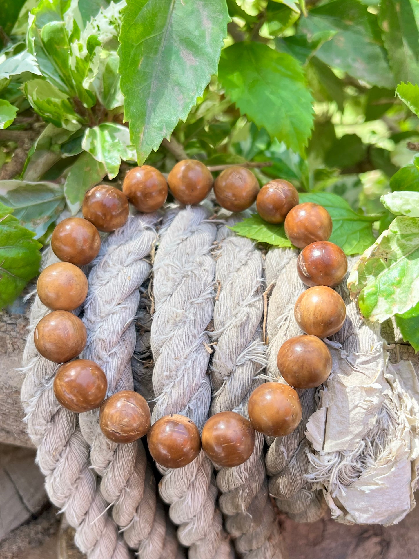 اسورة كوك طبيعي للجنسين