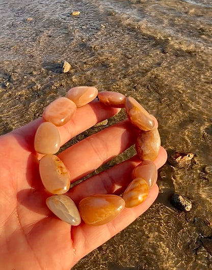 اسورة حجر الشمس الأصلي للجنسين